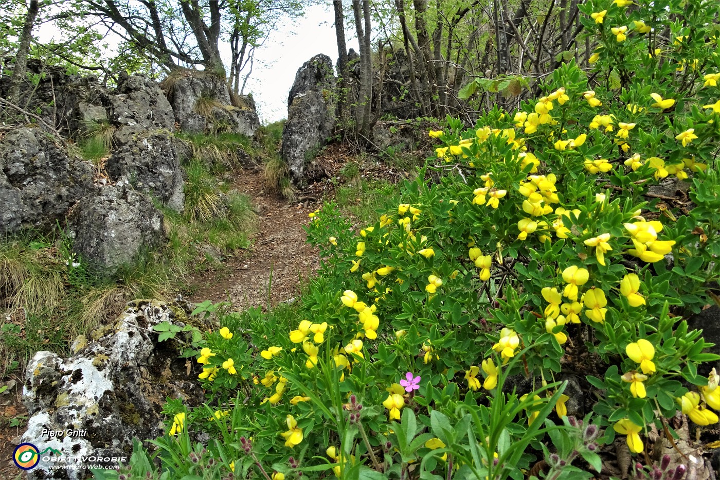 53 Ginestra fiorita e profumata sul sentiero per la cima dello Zucco.JPG